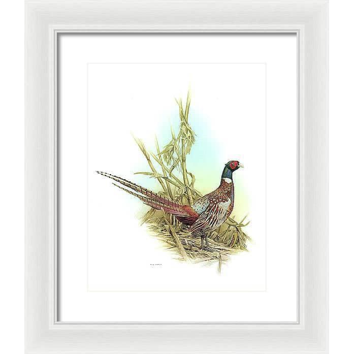 Ring Necked Pheasant - Framed Print | Artwork by Glen Loates