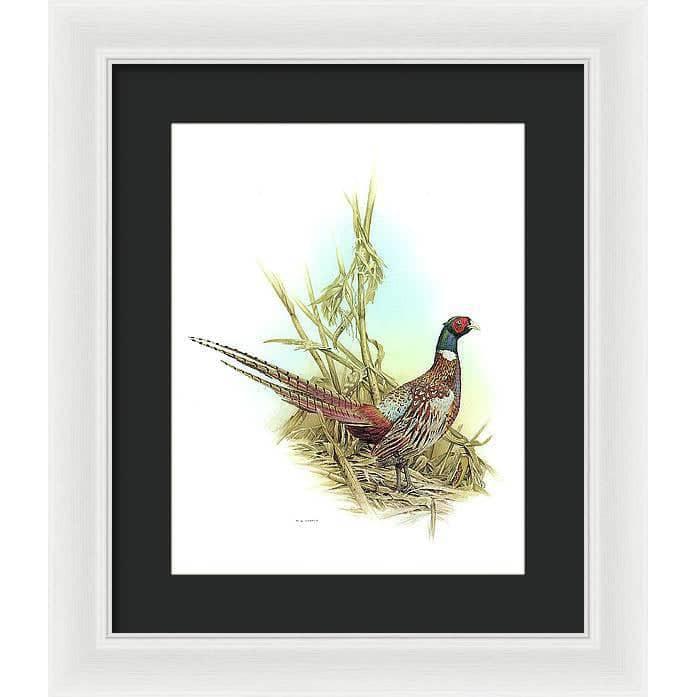 Ring Necked Pheasant - Framed Print | Artwork by Glen Loates