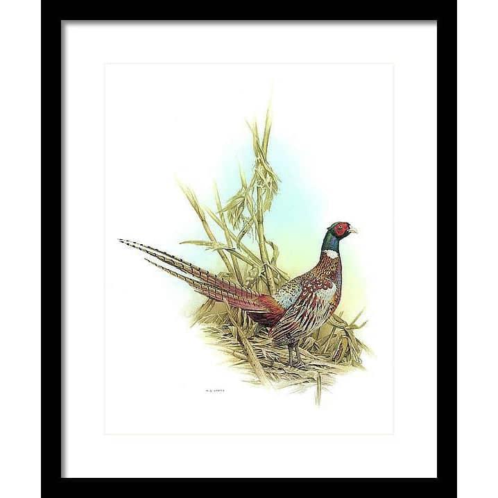 Ring Necked Pheasant - Framed Print | Artwork by Glen Loates