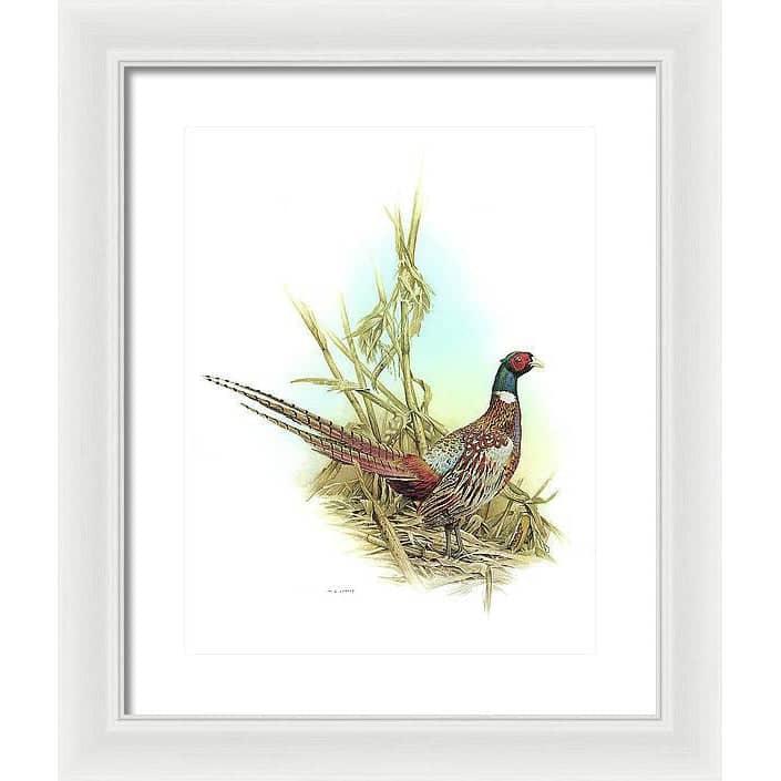 Ring Necked Pheasant - Framed Print | Artwork by Glen Loates