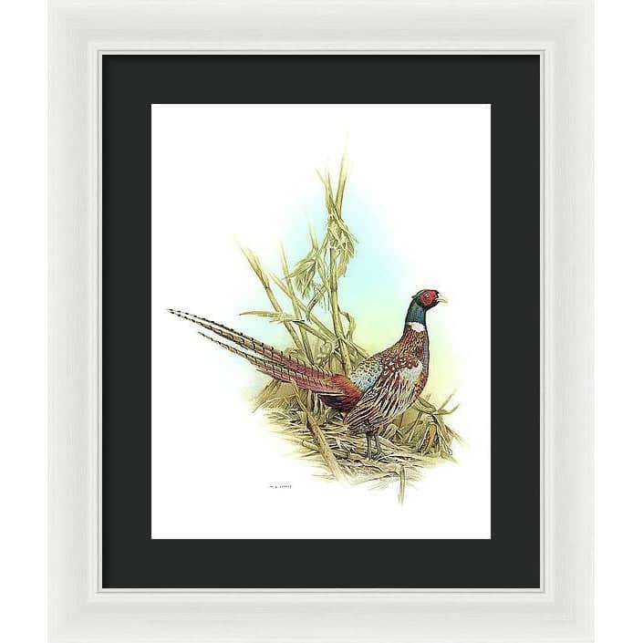 Ring Necked Pheasant - Framed Print | Artwork by Glen Loates