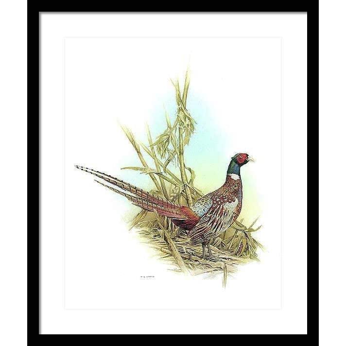 Ring Necked Pheasant - Framed Print | Artwork by Glen Loates
