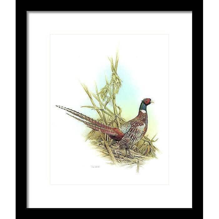 Ring Necked Pheasant - Framed Print | Artwork by Glen Loates