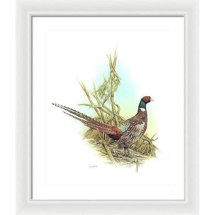 Ring Necked Pheasant - Framed Print | Artwork by Glen Loates