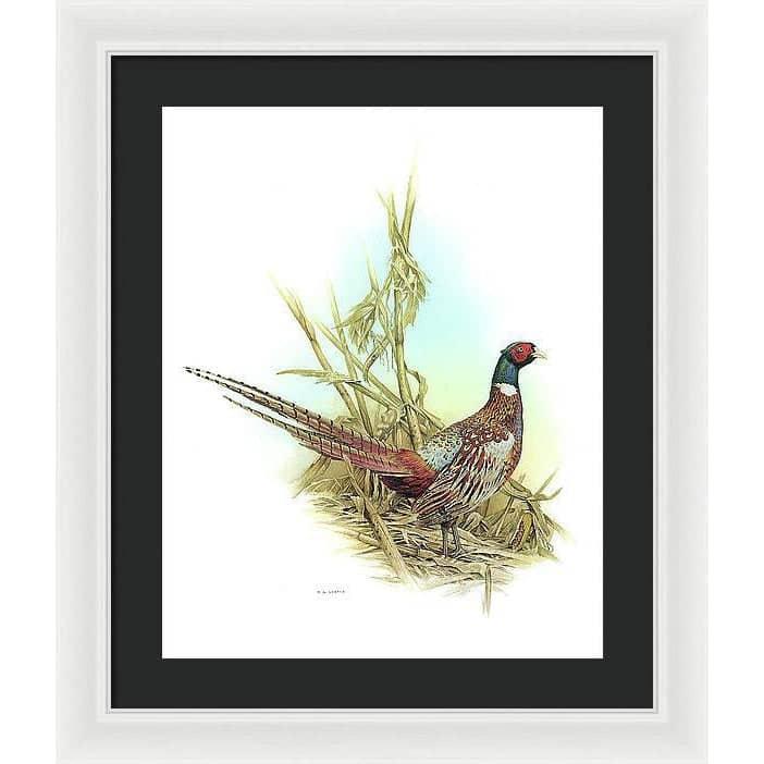 Ring Necked Pheasant - Framed Print | Artwork by Glen Loates