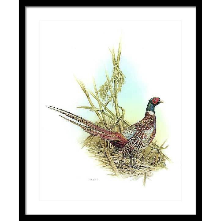 Ring Necked Pheasant - Framed Print | Artwork by Glen Loates