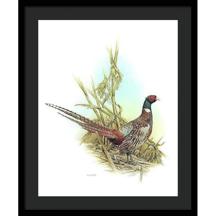 Ring Necked Pheasant - Framed Print | Artwork by Glen Loates