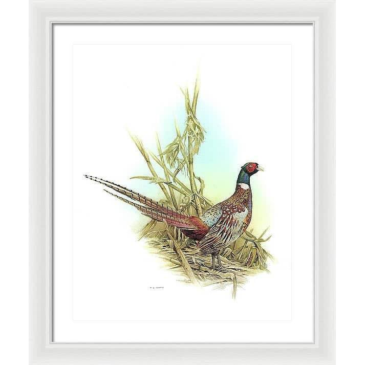 Ring Necked Pheasant - Framed Print | Artwork by Glen Loates