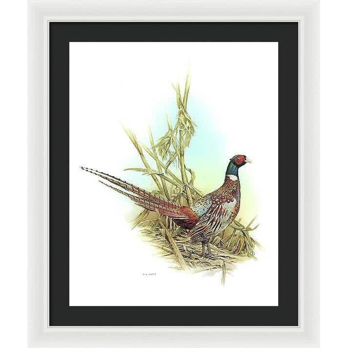 Ring Necked Pheasant - Framed Print | Artwork by Glen Loates