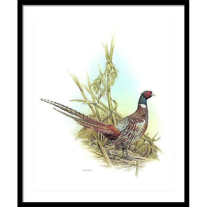 Ring Necked Pheasant - Framed Print | Artwork by Glen Loates