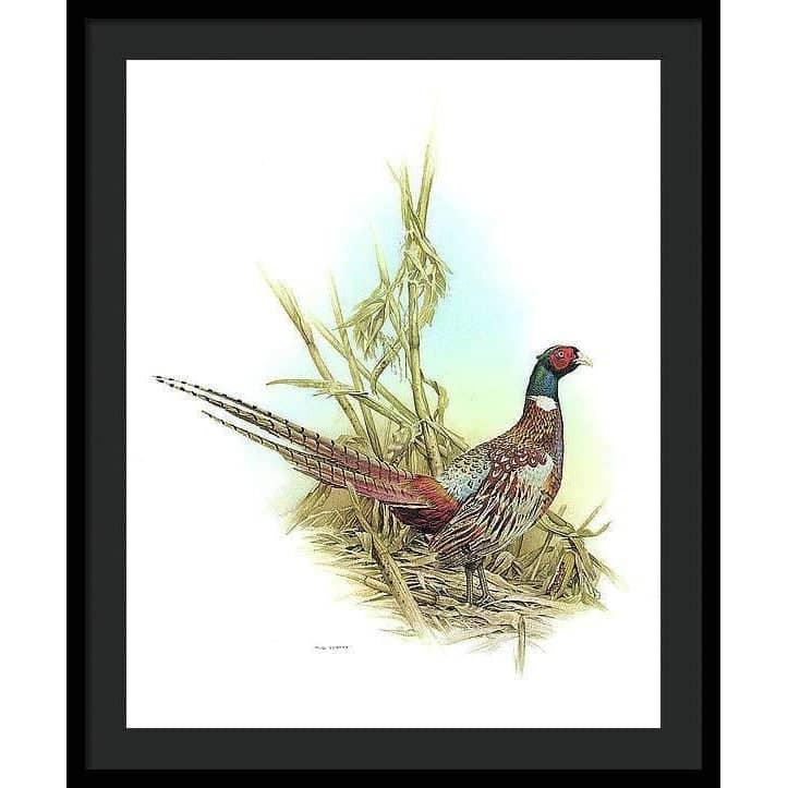 Ring Necked Pheasant - Framed Print | Artwork by Glen Loates
