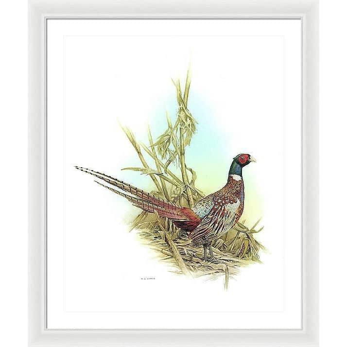 Ring Necked Pheasant - Framed Print | Artwork by Glen Loates
