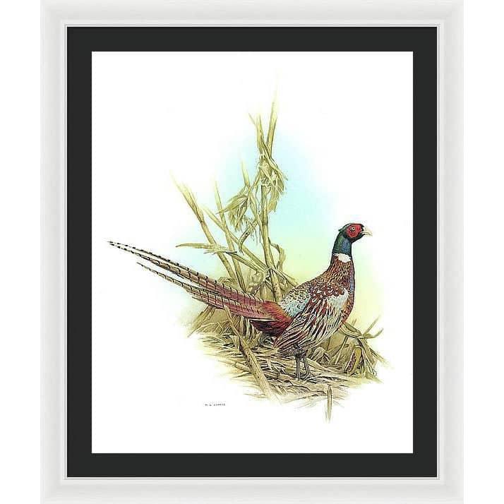 Ring Necked Pheasant - Framed Print | Artwork by Glen Loates