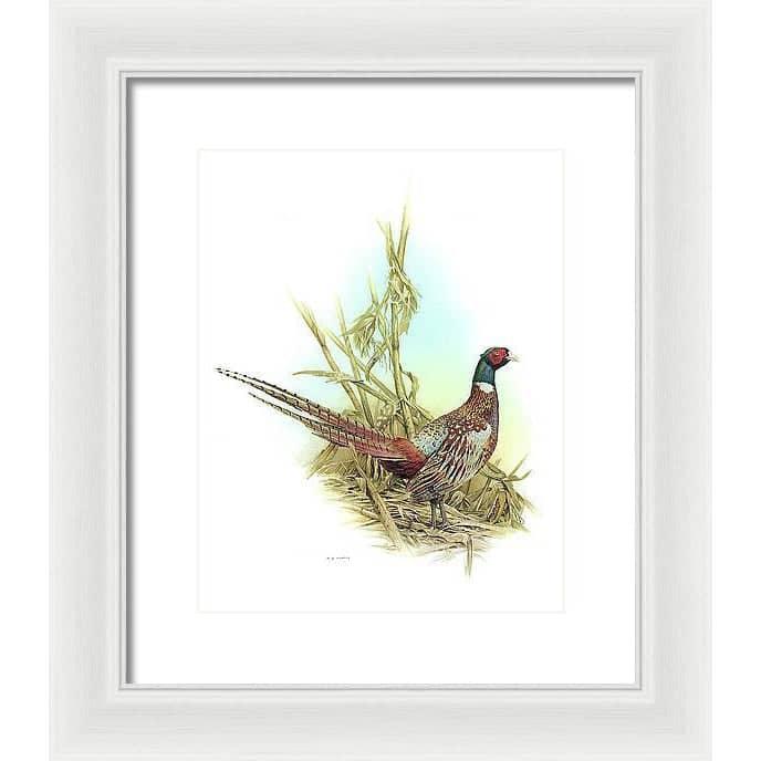 Ring Necked Pheasant - Framed Print | Artwork by Glen Loates