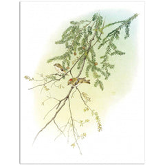 Giclée on Paper