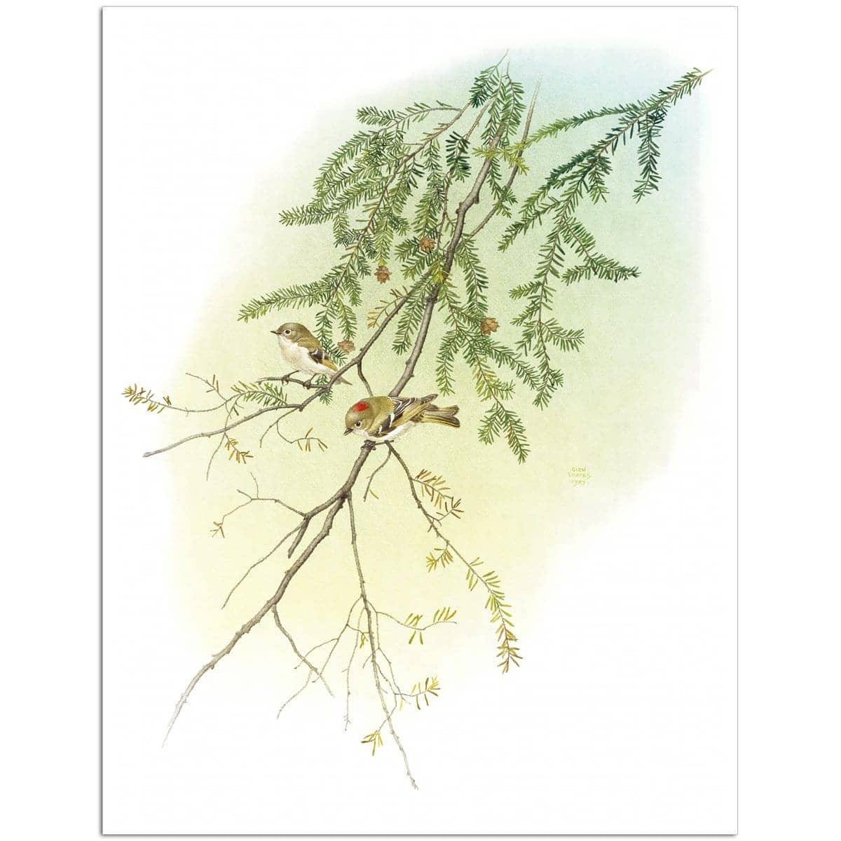 Ruby Crowned Kinglet - Art Print | Artwork by Glen Loates