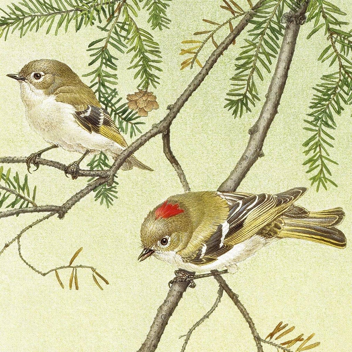 Ruby Crowned Kinglet - Art Print | Artwork by Glen Loates