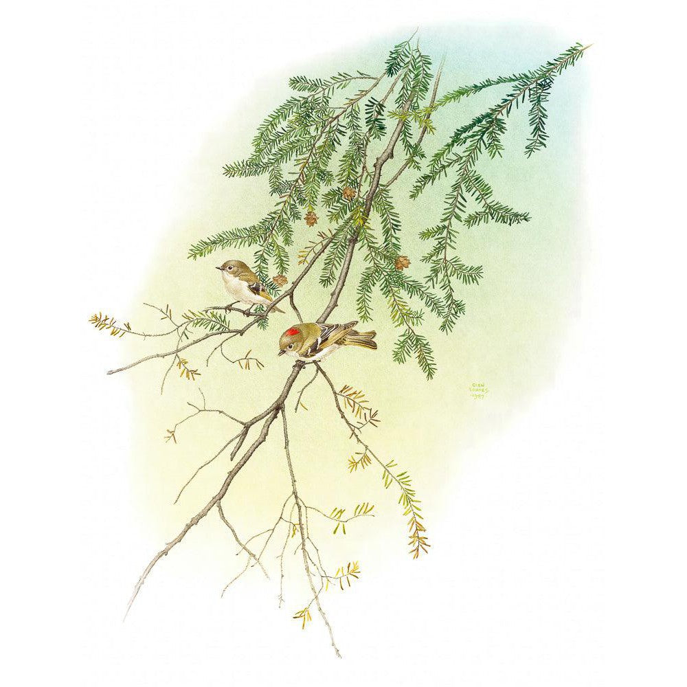 Ruby Crowned Kinglet - Art Print | Artwork by Glen Loates