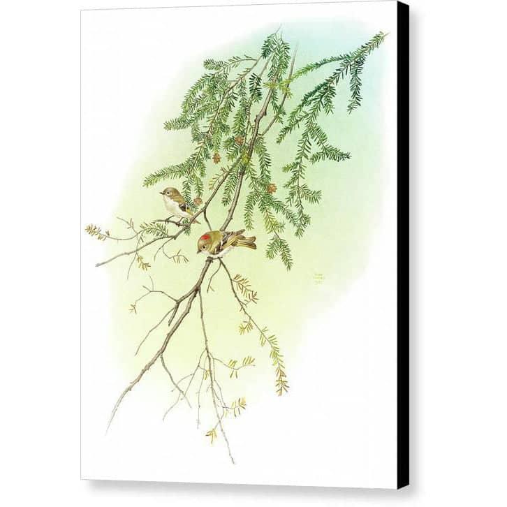 Ruby Crowned Kinglet - Canvas Print | Artwork by Glen Loates