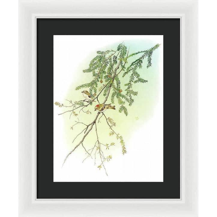 Ruby Crowned Kinglet - Framed Print | Artwork by Glen Loates