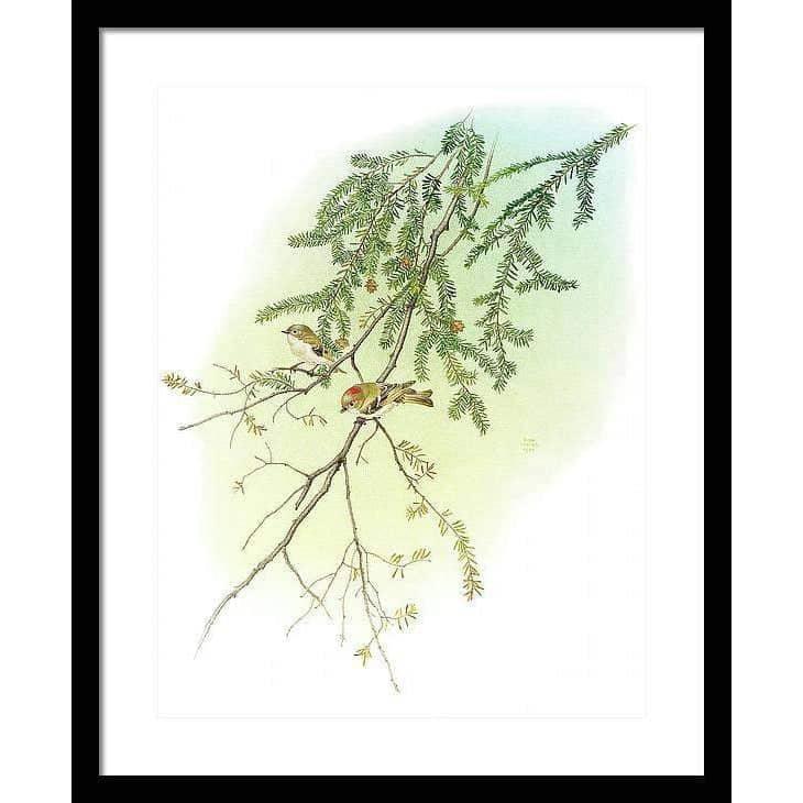 Ruby Crowned Kinglet - Framed Print | Artwork by Glen Loates