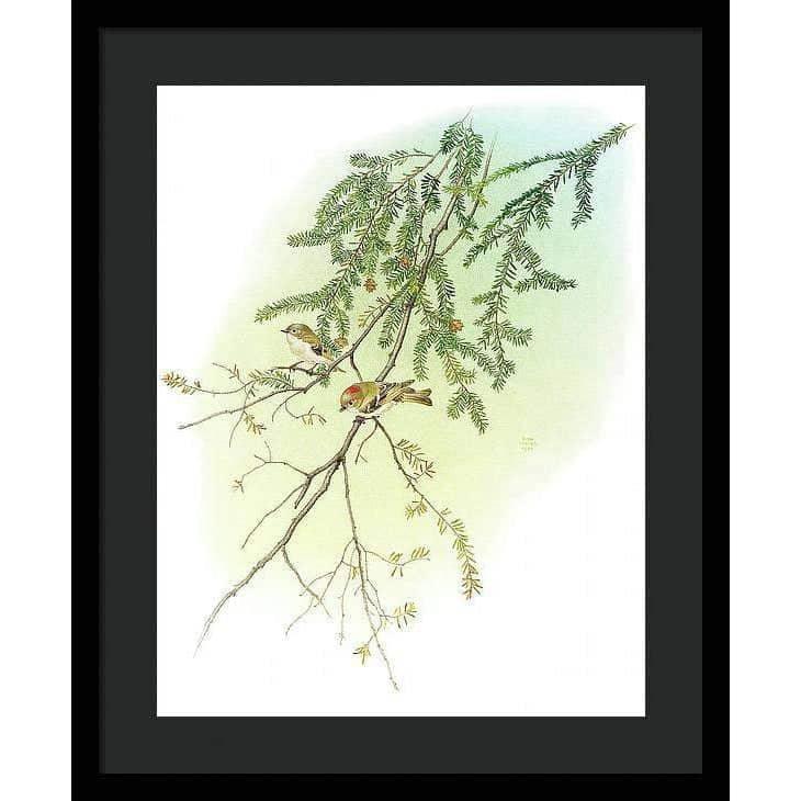 Ruby Crowned Kinglet - Framed Print | Artwork by Glen Loates