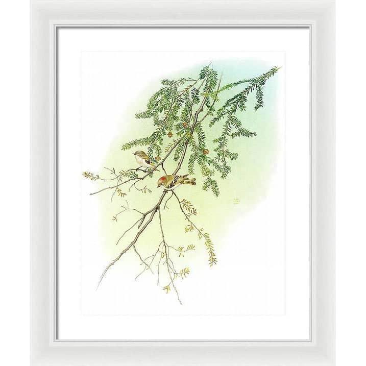 Ruby Crowned Kinglet - Framed Print | Artwork by Glen Loates