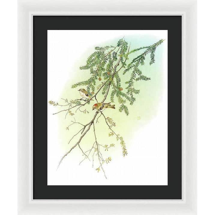 Ruby Crowned Kinglet - Framed Print | Artwork by Glen Loates