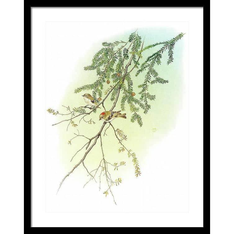 Ruby Crowned Kinglet - Framed Print | Artwork by Glen Loates