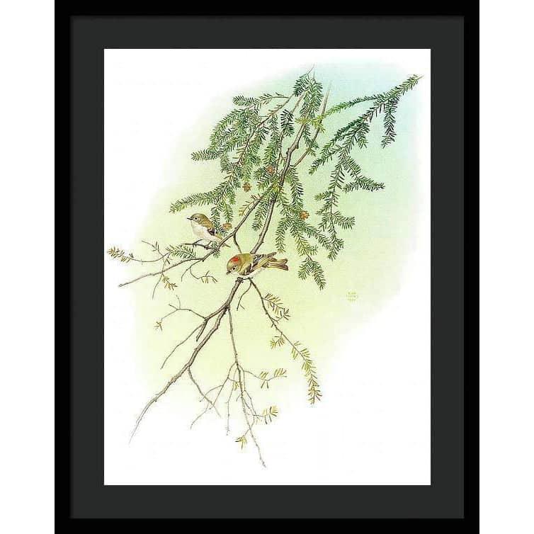 Ruby Crowned Kinglet - Framed Print | Artwork by Glen Loates