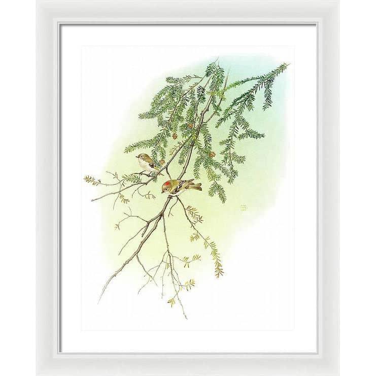 Ruby Crowned Kinglet - Framed Print | Artwork by Glen Loates