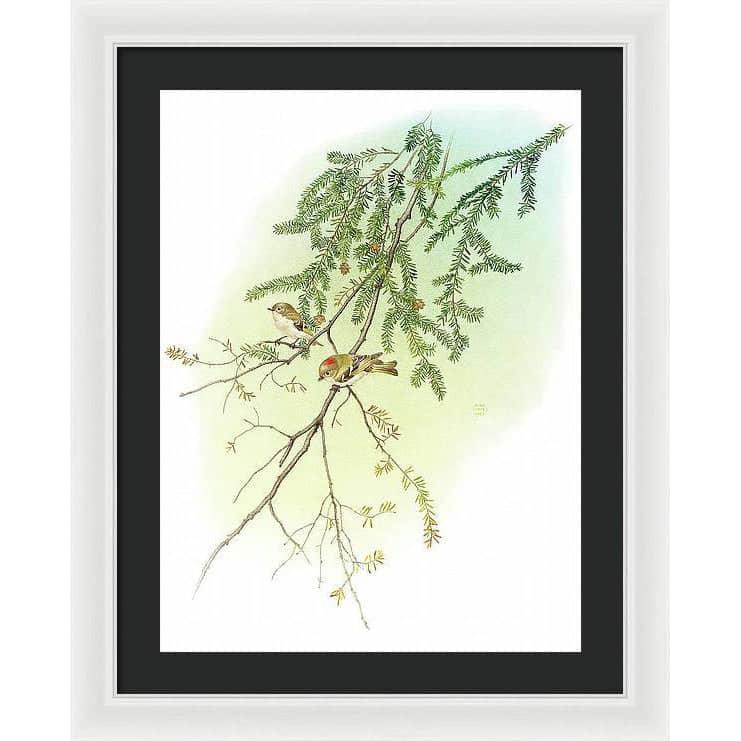 Ruby Crowned Kinglet - Framed Print | Artwork by Glen Loates