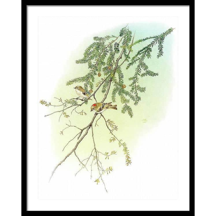 Ruby Crowned Kinglet - Framed Print | Artwork by Glen Loates