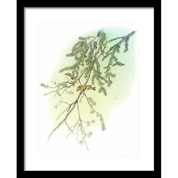 Ruby Crowned Kinglet - Framed Print | Artwork by Glen Loates