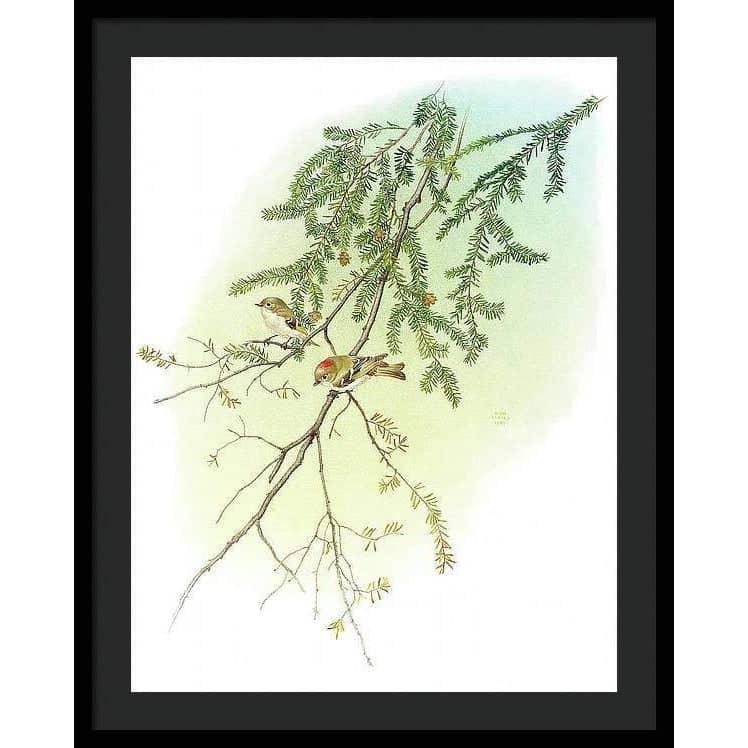 Ruby Crowned Kinglet - Framed Print | Artwork by Glen Loates