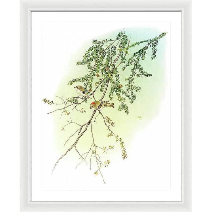 Ruby Crowned Kinglet - Framed Print | Artwork by Glen Loates