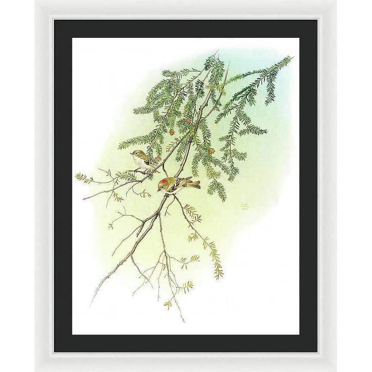 Ruby Crowned Kinglet - Framed Print | Artwork by Glen Loates