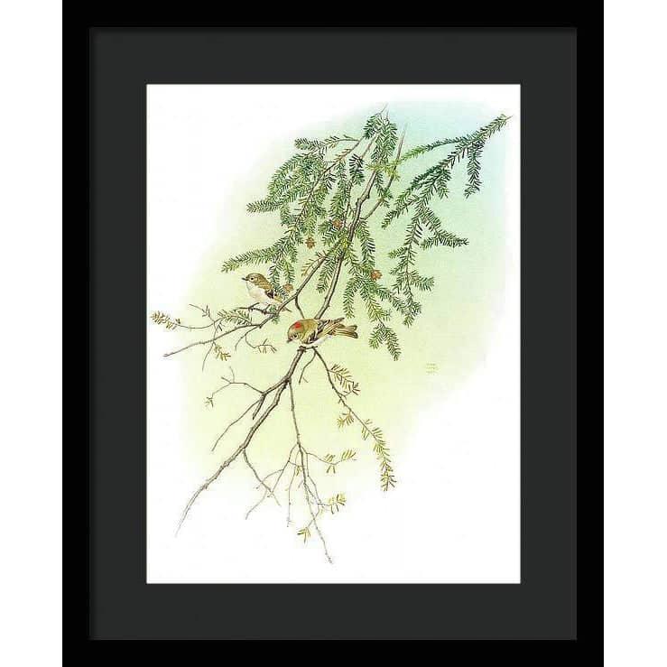 Ruby Crowned Kinglet - Framed Print | Artwork by Glen Loates