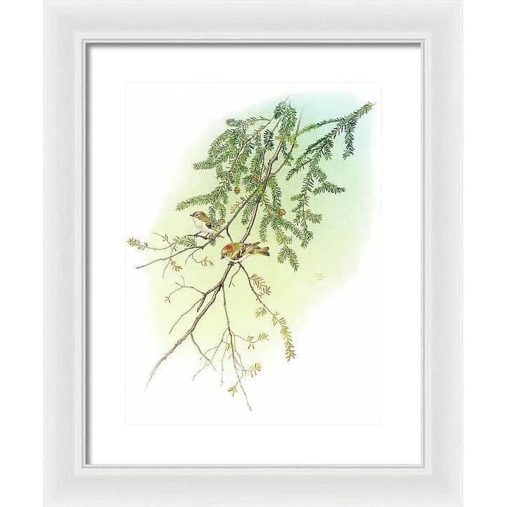 Ruby Crowned Kinglet - Framed Print | Artwork by Glen Loates