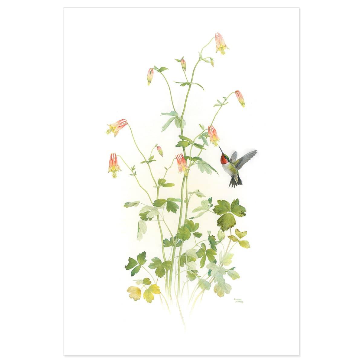 Ruby-throated Hummingbird with Red Columbine - Art Print | Artwork by Glen Loates