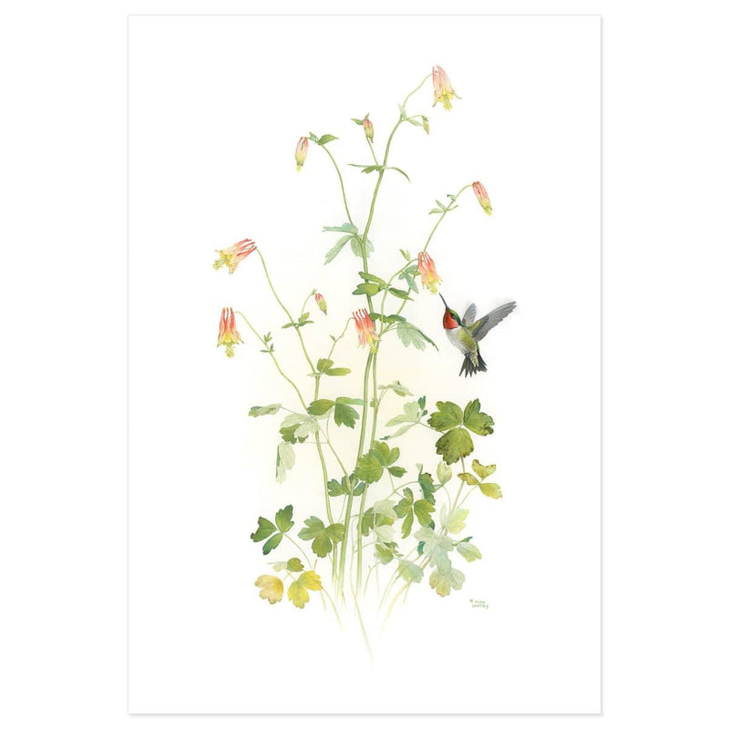 Ruby-throated Hummingbird with Red Columbine - Art Print | Artwork by Glen Loates