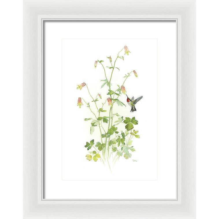Ruby-throated Hummingbird with Red Columbine - Framed Print | Artwork by Glen Loates