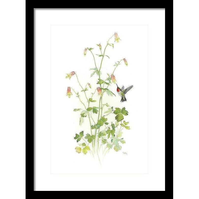 Ruby-throated Hummingbird with Red Columbine - Framed Print | Artwork by Glen Loates