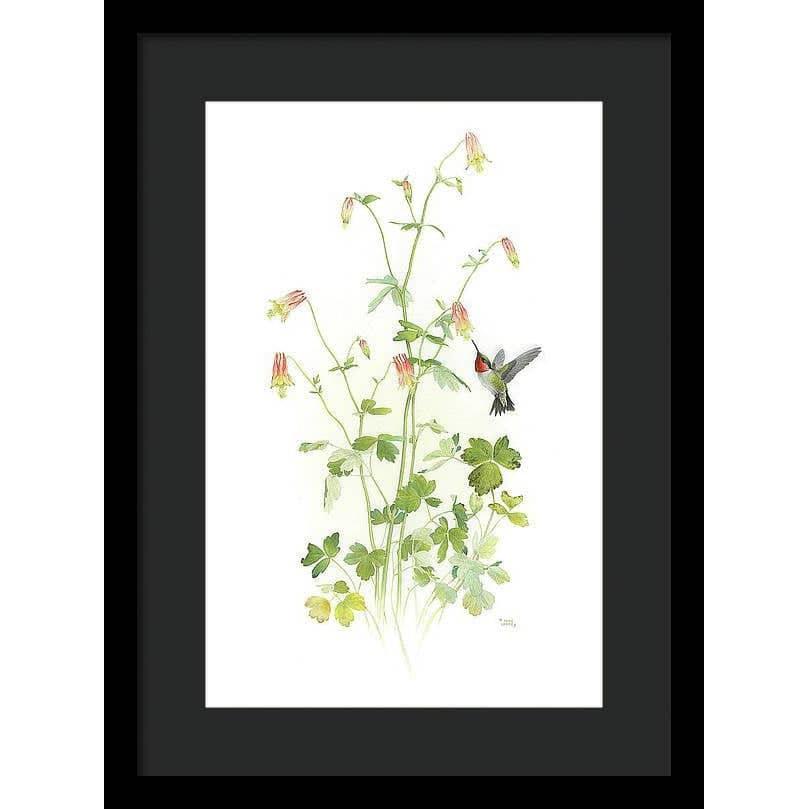 Ruby-throated Hummingbird with Red Columbine - Framed Print | Artwork by Glen Loates