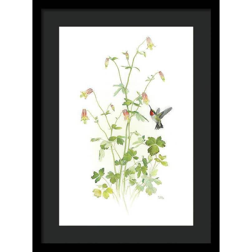 Ruby-throated Hummingbird with Red Columbine - Framed Print | Artwork by Glen Loates