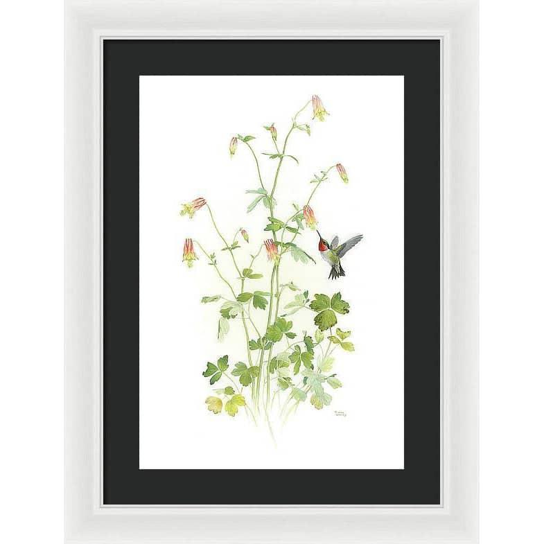 Ruby-throated Hummingbird with Red Columbine - Framed Print | Artwork by Glen Loates