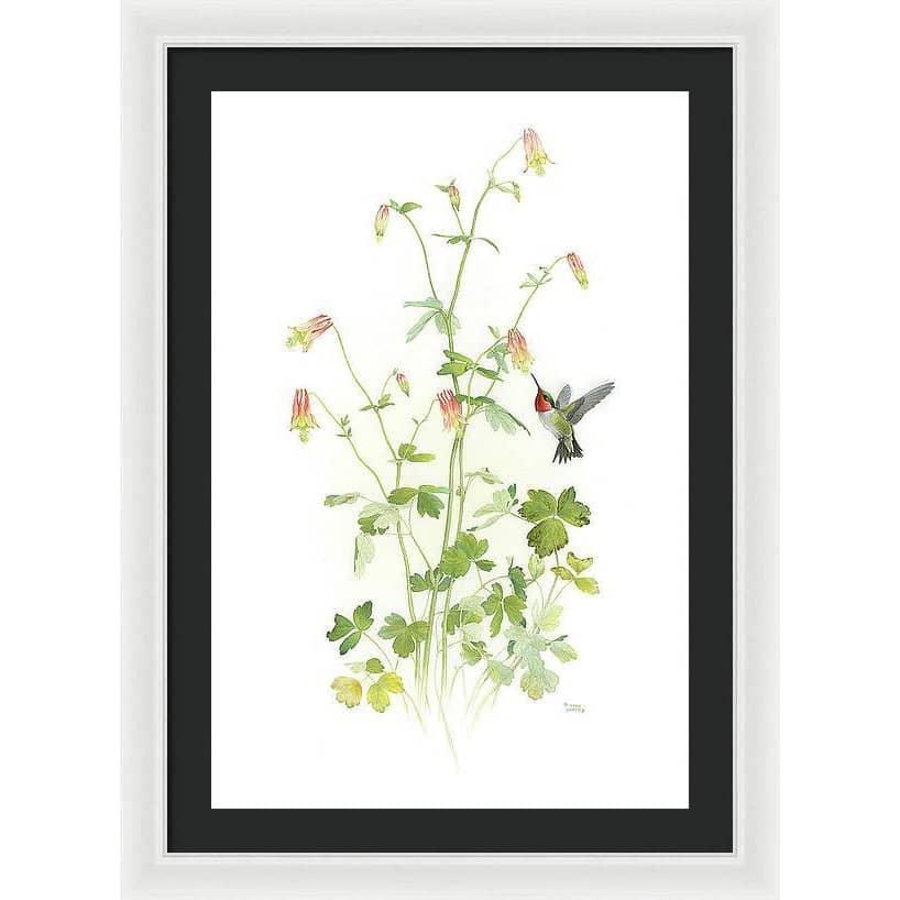 Ruby-throated Hummingbird with Red Columbine - Framed Print | Artwork by Glen Loates