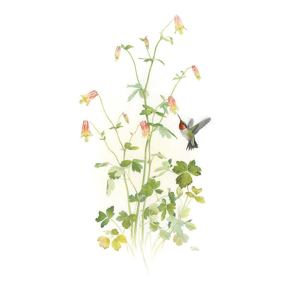 Ruby-throated Hummingbird with Red Columbine - Framed Print | Artwork by Glen Loates