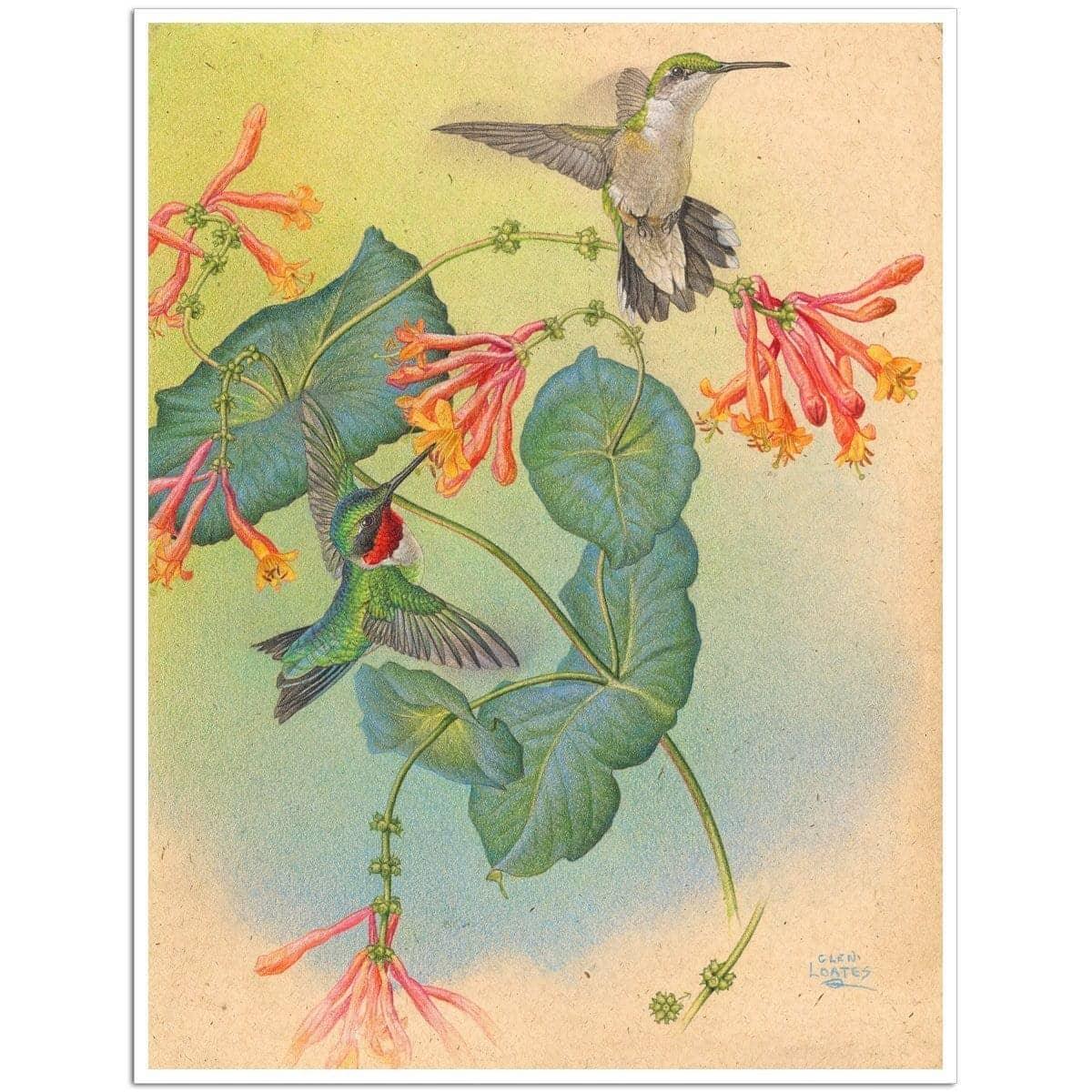 Ruby-throated Hummingbirds with Trumpet Flower - Art Print | Artwork by Glen Loates