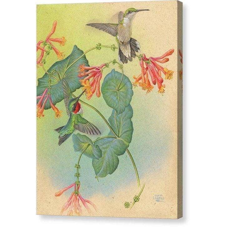Ruby-throated Hummingbirds with Trumpet Flower - Canvas Print | Artwork by Glen Loates